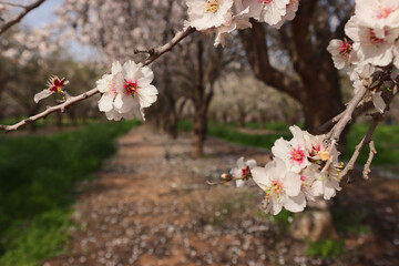background of spring blossom tree. selective focus - 793671133