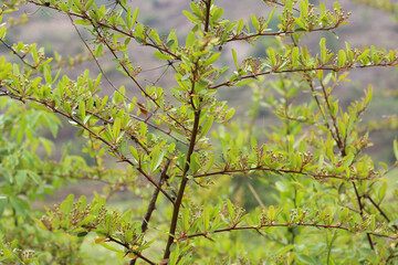 a plant  of pyracrantha crenulata, showing its branching pattern