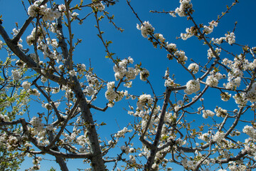 Cherry orchards blooming in spring. Cherry blossoms begin to bloom in spring. White flowers blooming on a cherry tree on a blue sky background. Iznik, Bursa.