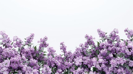 Lush lilac spring flowers bloom against a backdrop of pure white creating a picturesque scene with plenty of room for text Syringa vulgaris varieties add a touch of charm to the composition