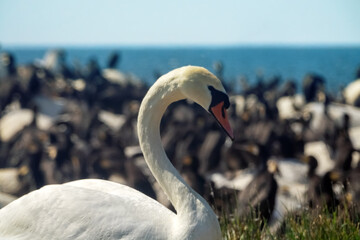 A mute swan (Cygnus olor, male) among the sea islands, in a colony of seabirds. Baltic sea. Portrait of a white bird on a background of black birds - obrazy, fototapety, plakaty