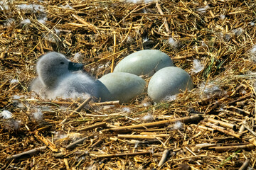 The process of hatching cygnets (Cygnus olor) from an egg in nest. One chick was born, another...