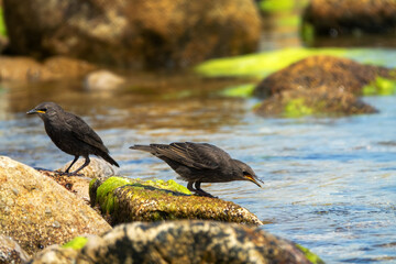 Example of acquisition by trial and error (cut and try). Young inexperienced starlings try to drink salt water and bathe in sea. They spit out water and unsuccessfully clean salty feathers. Series - obrazy, fototapety, plakaty