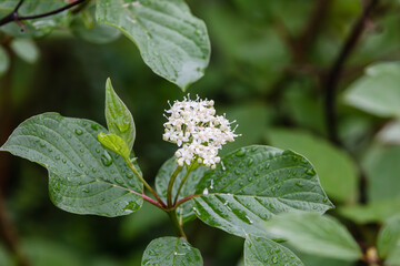 White dogwood flowers with raindrops forming on them. Red-barked Dogwood , Siberian dogwood,  Cornus alba