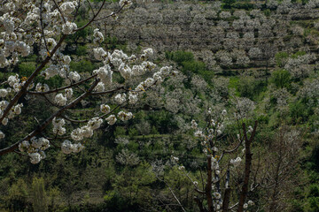 Cherry orchards blooming in spring. Cherry blossoms begin to bloom in spring. White flowers blooming on a cherry tree on a blue sky background. Iznik, Bursa.