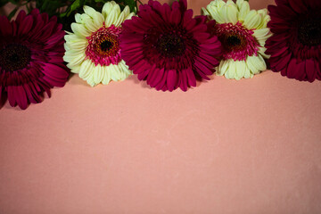 colorful gerberas lie on a pink background, copy space