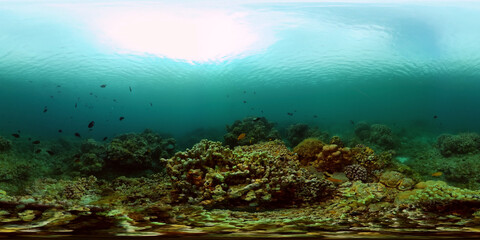Tropical Fishes on Coral Reef, underwater scene. Philippines. 360VR Video.