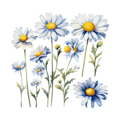 watercolor daisy clipart for graphic resources