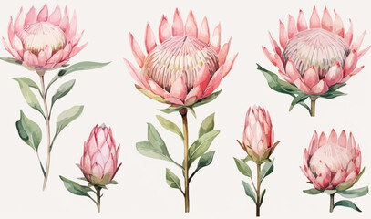 watercolor protea clipart for graphic resources