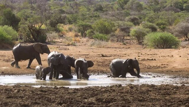 Close up handheld shot of herd of elephants cooling off in mud puddle