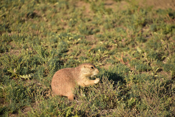 Hungry Black Tailed Prairie Dog Eating Grasses