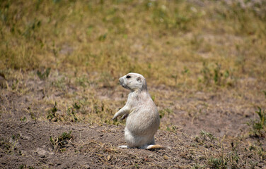 Black Tailed Prairie Dog Sitting on His Haunches