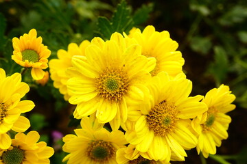 Close-up of yellow chrysanthemum blooming