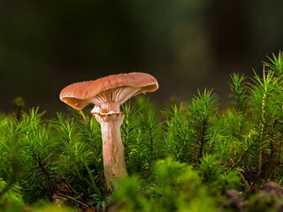 Mushrooms, found in various shapes and sizes, grow in diverse habitats. They're culinary delights,...
