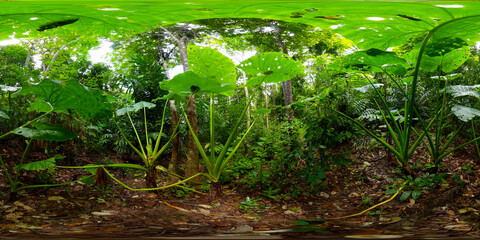 Jungle with tropical plants. A tropical forest. Philippines. VR 360.