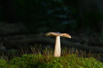 Mushrooms, found in various habitats, offer culinary and medicinal value. Their unique shapes and...