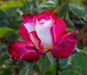 'Double Delight' Hybrid Tea Rose in Bloom. San Jose Municipal Rose Garden, San Jose, California, USA.