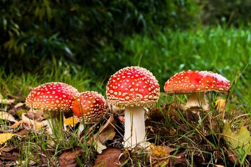 Mushrooms, in various shapes and sizes, grow in forests and fields, offering culinary versatility...