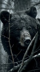 Cool bear HD wallpaper background