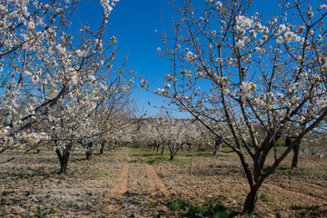 Cherry orchards blooming in spring. Cherry blossoms begin to bloom in spring. White flowers blooming on a cherry tree on a blue sky background. Iznik, Bursa.