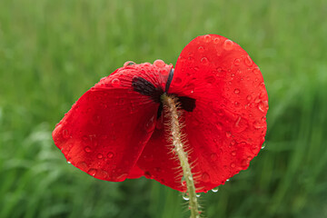 Poppy Papaver drops rain dew flower petals color