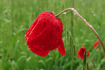 Poppy Papaver drops rain dew flower petals color
