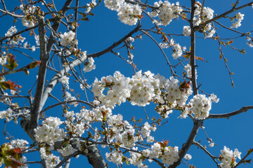 Cherry orchards blooming in spring. Cherry blossoms begin to bloom in spring. White flowers blooming on a cherry tree on a blue sky background. Iznik, Bursa.