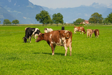 Fototapeta na wymiar Cow in alpine meadow. Beefmaster cattle in green field. Cow in meadow. Pasture for cattle. Cow in the countryside. Cows graze on summer meadow. Rural landscapes with cows. Cows in a pasture.