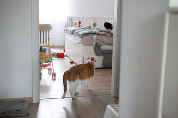 cat enters the children room - obrazy, fototapety, plakaty