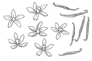 Vanilla plant flower and pods hand drawn sketches isolated on white background. Vanilla doodle illustrations set