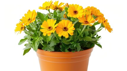 Blooming marigold flower in orange pot isolated on white background Top down view of Calendula officinalis