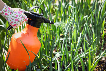 Spraying Garlic Onions. Gardener Sprays Greenery with Sprayer in Spring Garden. Protection Against Diseases and Insects, Pest control Concept. Care of Garden Plants. 
