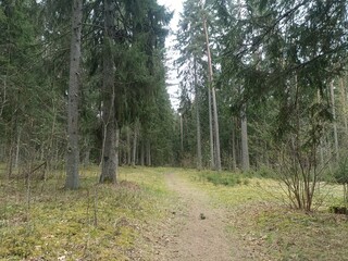 Kurtuvenai regional park during cloudy day. Pine tree forest. Footpath in woodland. Moss growing on...