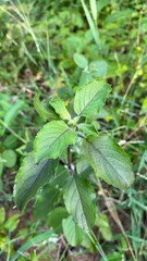 Close-up of Fresh Basil Leaves