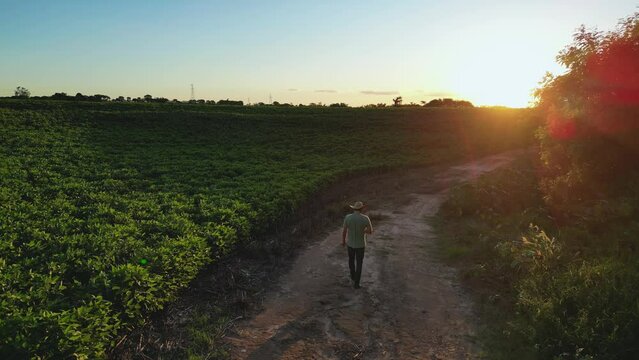 rural producer walking in the middle of a soybean plantation in angolden sunset time, Brazilian agriculture - Countryside of Sao Paulo, Brazil