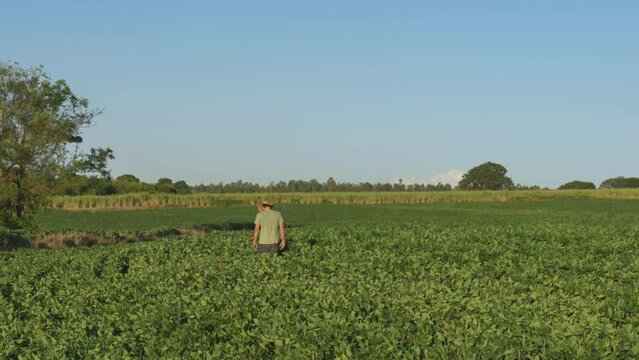 Rural soybean producer walking into a soybean plantation during a sunny day in Dracena - Brazil