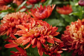 Close-up of red chrysanthemums blooming in the garden