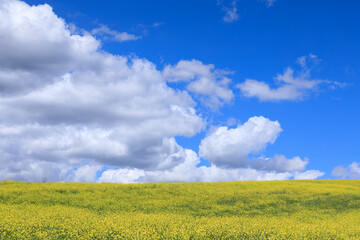 Blue sky with clouds over the spring meadow of yellow flowers. 