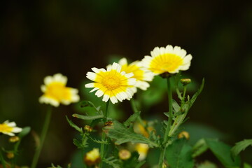 Close-up of yellow daisies blooming in the garden © Nguyen Thi Nhu Quynh