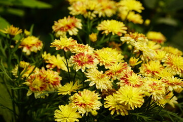 Close-up of yellow daisies blooming in the garden