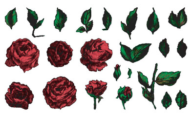 Collection of elegant red roses and leaves
