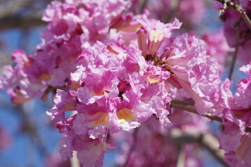 Fototapeta premium Pink trumpet tree (Handroanthus impetiginosus). Tabebuia rosea is a Pink Flower neotropical tree in the park. Blooming in spring season.