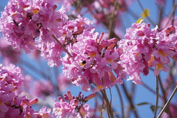 Pink trumpet tree (Handroanthus impetiginosus). Tabebuia rosea is a Pink Flower neotropical tree in...