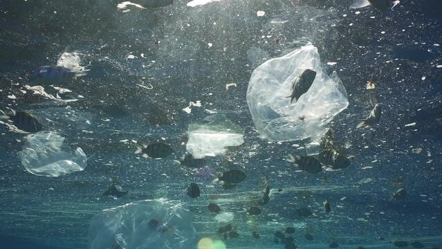 School of Indo-Pacific sergeant (Abudefduf vaigiensis) eats fat from surface of water while swims near plastic debris. Closeup, Fishes feeds of polluted water in fatty layer, swimming among plastic 