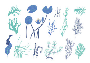 underwater algae, seaweed, spirulina, ocean reef - obrazy, fototapety, plakaty