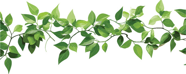 Tropical Vine Hanging Ivy Plant, Bush, or Grapes Ivy Frame with Border and Copy Space for Text. Branches Included, Isolated on Transparent Background. PNG, Cutout, or Clipping Path Provided.