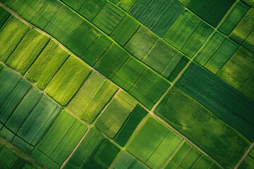 Aerial View of Diverse Farmland Fields with Flowering Seasons and Green Wheat Landscapes, Displaying Beautiful Geometric Textures: Industrial Concept Suitable for Production and Agriculture