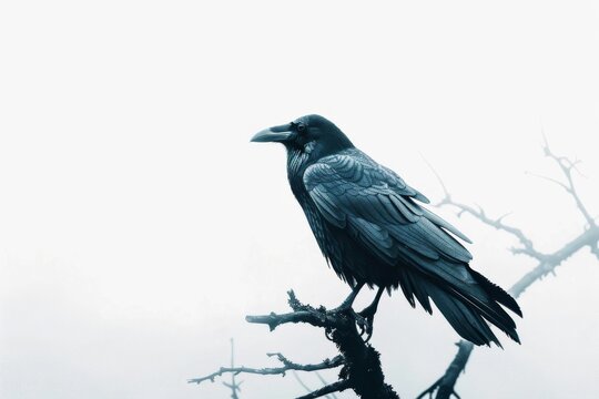 A crow is perched on a branch in a forest. The image has a moody and mysterious feel to it, as the crow is the only visible creature in the scene. The dark color of the bird