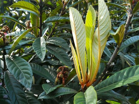 Green leaves texture pattern for background. Medlar tree young and old leaves as evergreen fond. First early spring foliage in sunlight in garden wall paper or card design. Grass color loquat plant