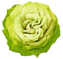 Obraz premium Yellow rose flower on isolated background with clipping path. Closeup. For design. Transparent background. Nature.